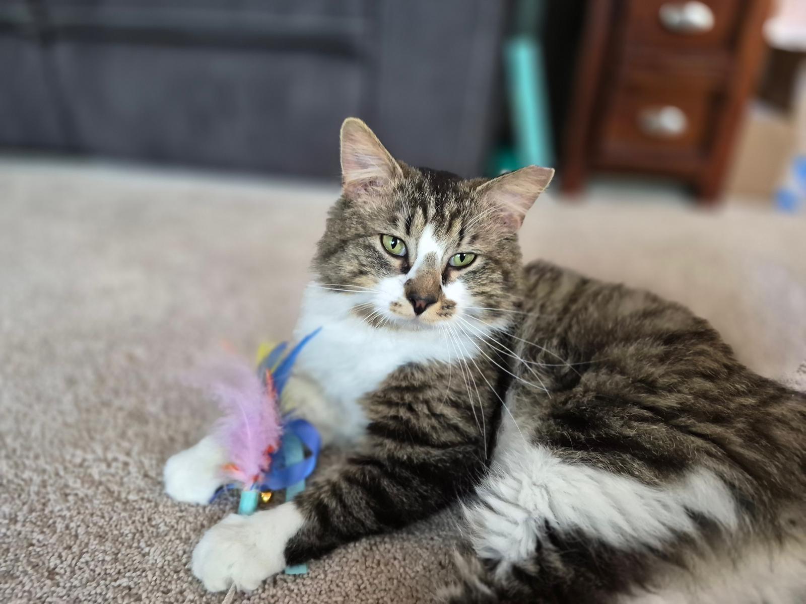 Chester, a ADOPTABLE Domestic Long Hair in Leesburg, VA image 2/6