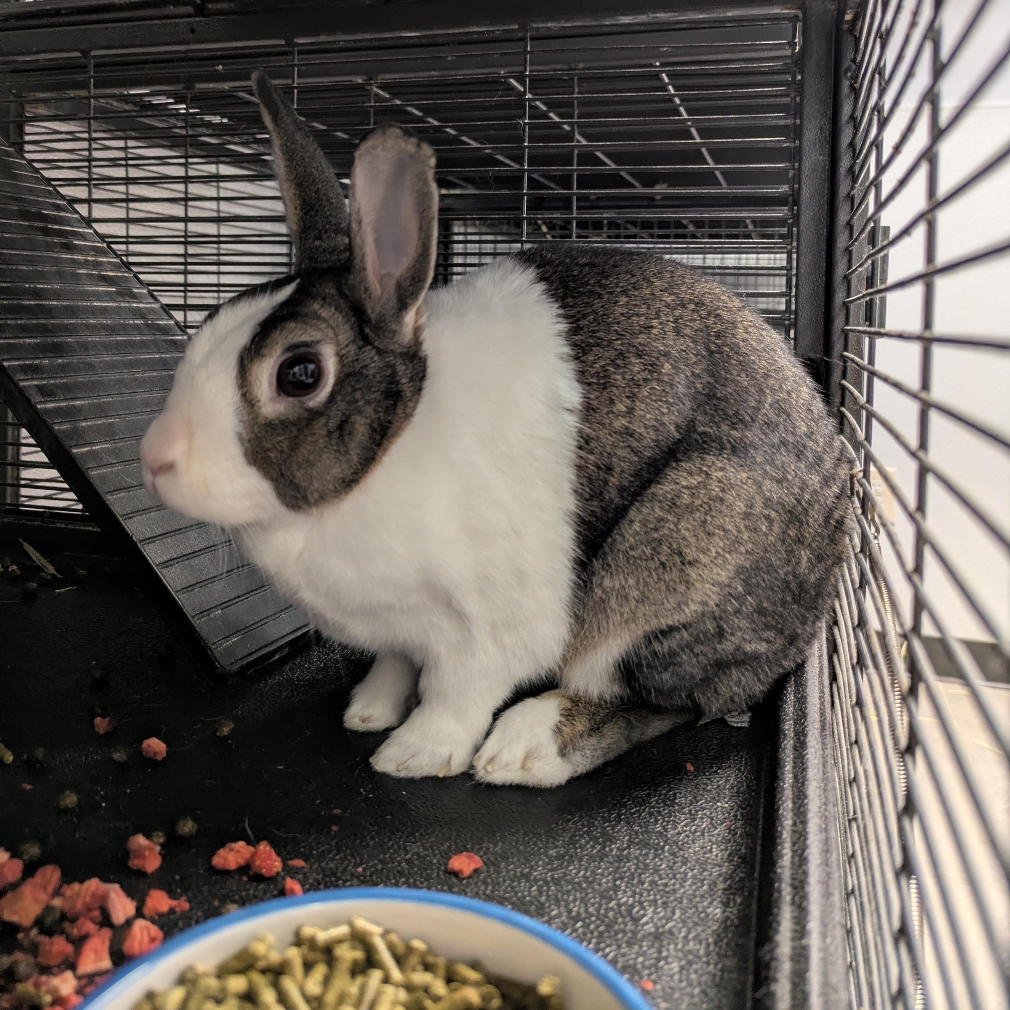 Enlarge Melody, a Adoptable Dutch in Syracuse, NY image 2/2