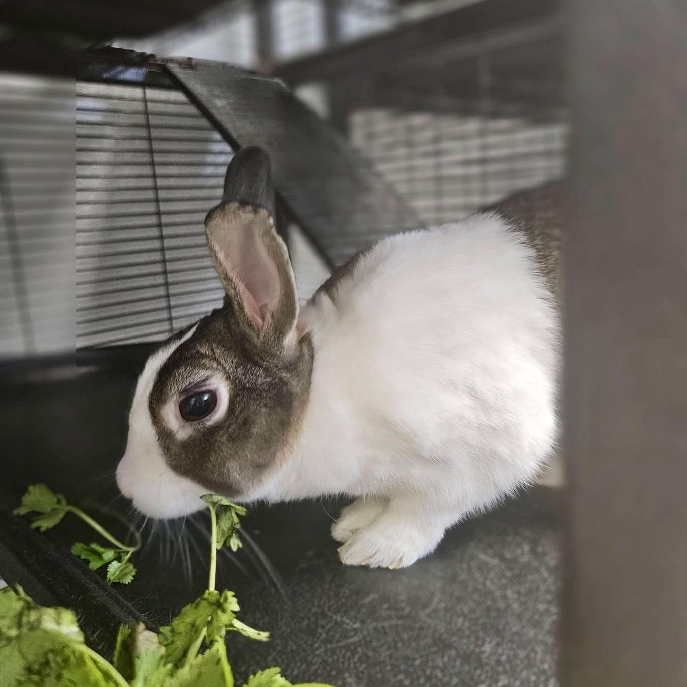 Melody, Adoptable, Adult Female Dutch.