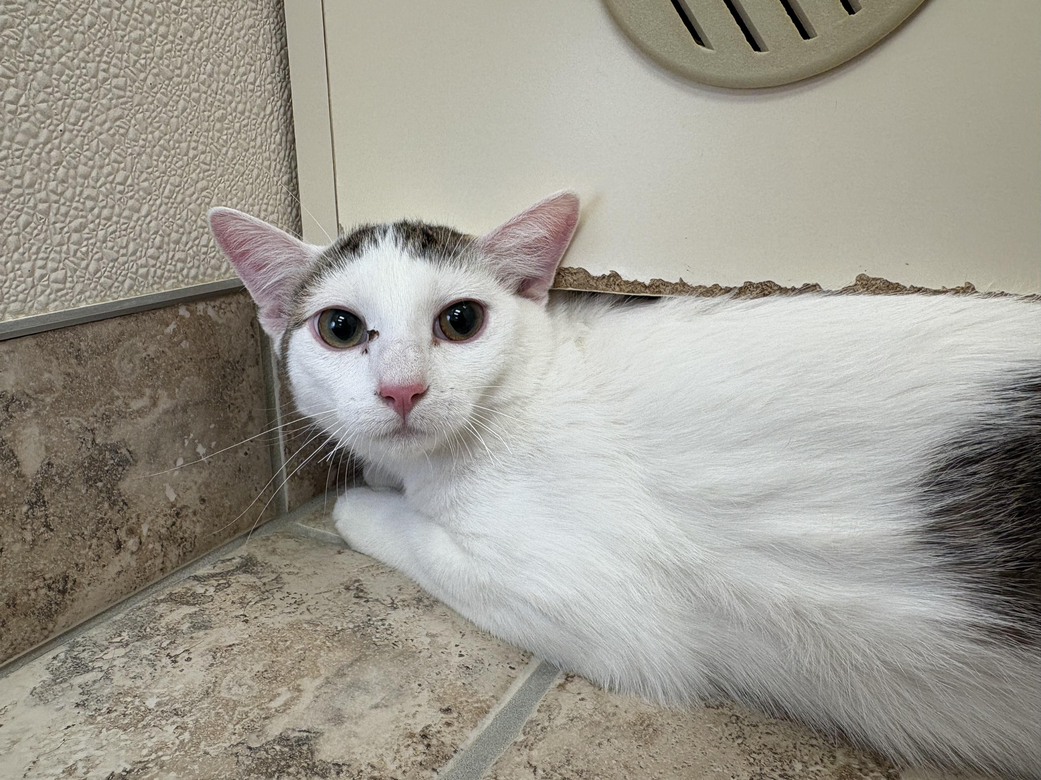 Squeaky, ADOPTABLE, Young Male Domestic Short Hair.