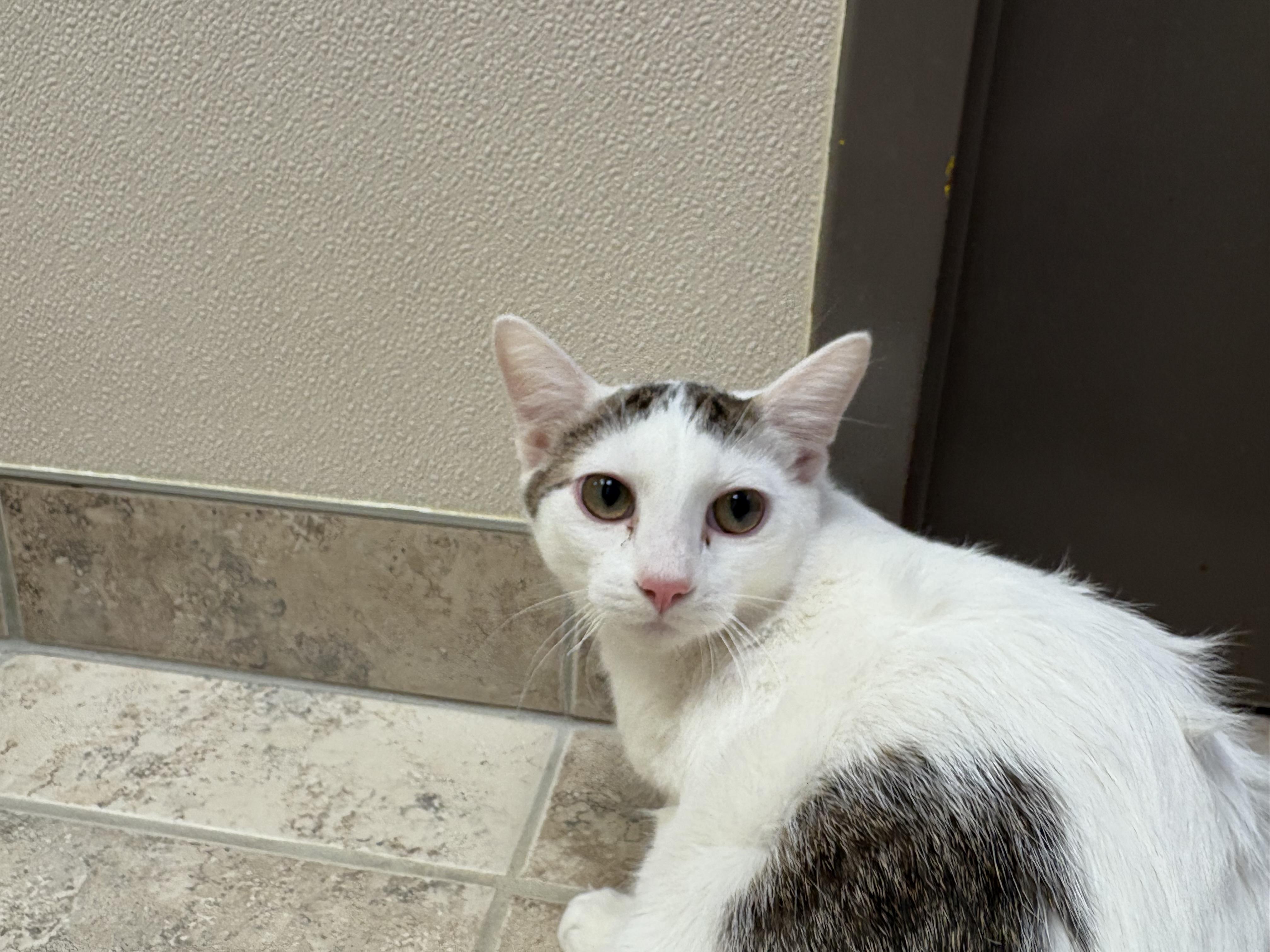 Squeaky, ADOPTABLE, Young Male Domestic Short Hair.
