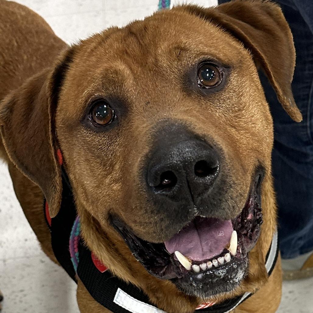 Enlarge Nifty 26-0061, a Adoptable Mixed Breed in Yanceyville, NC image 1/4