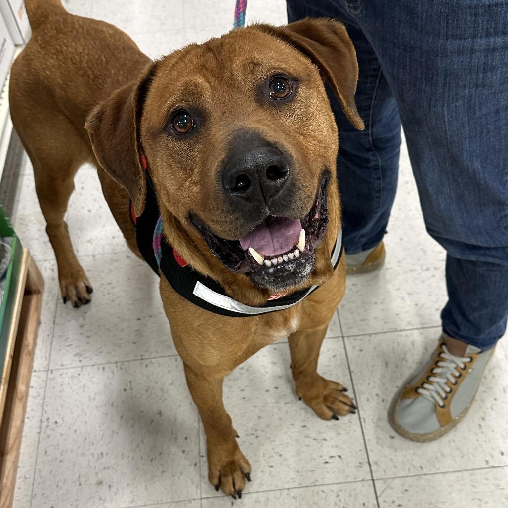 Enlarge Nifty 26-0061, a Adoptable Mixed Breed in Yanceyville, NC image 3/4