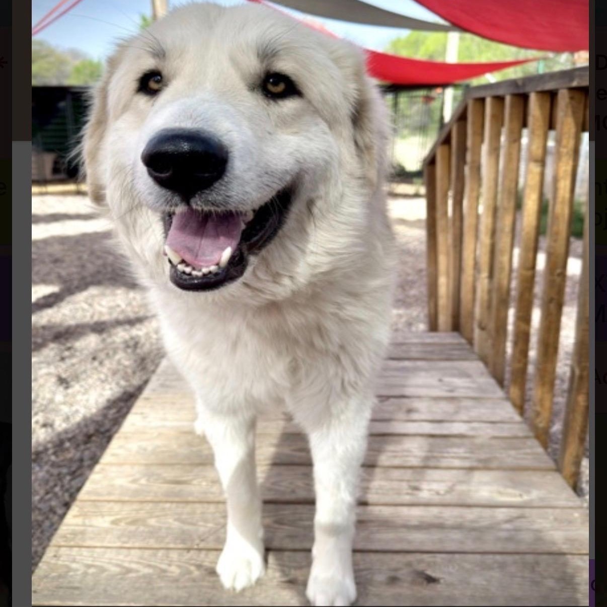 Birdie, an adopted mixed breed in Lincoln, NE image 3/4