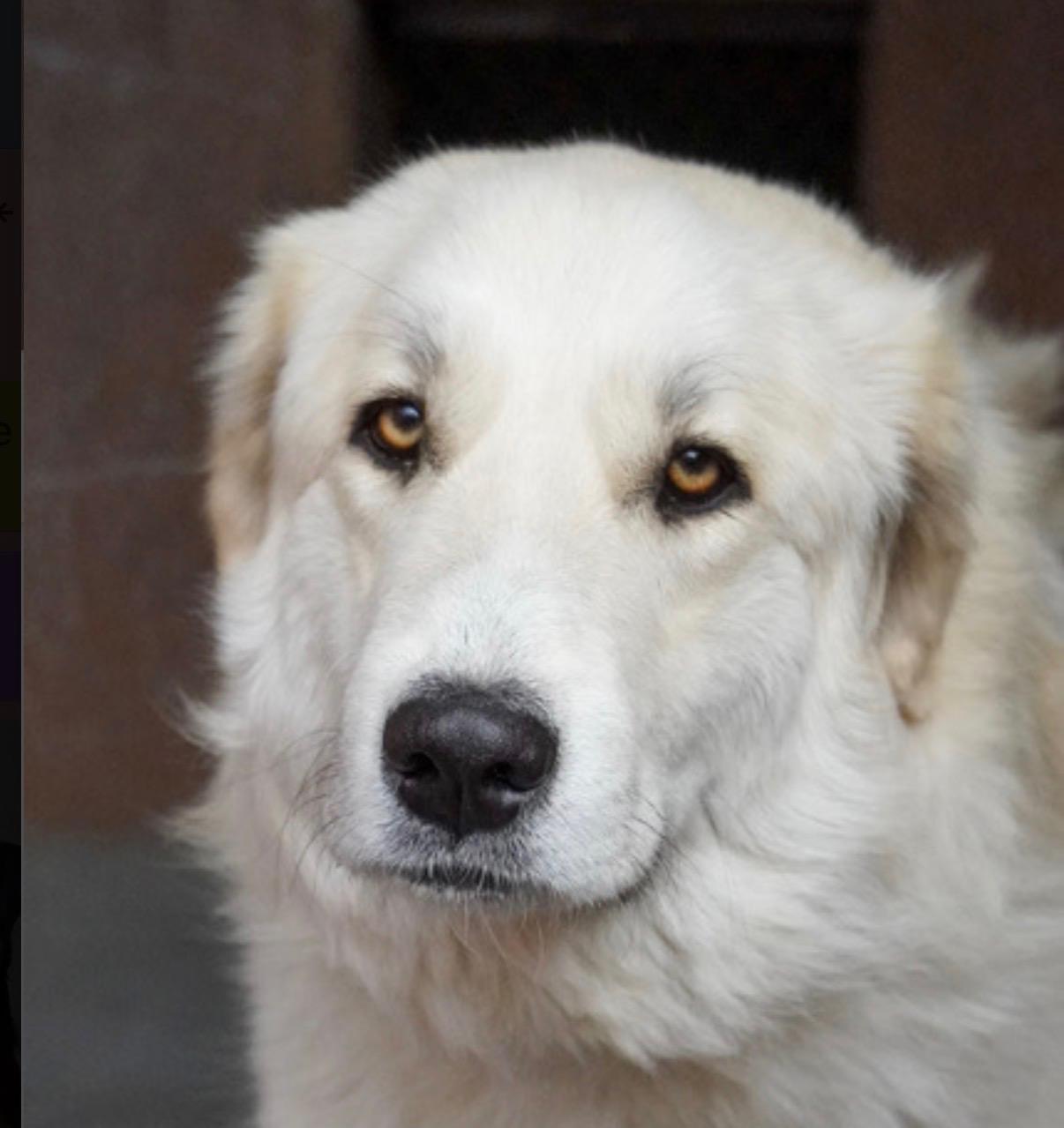 Birdie, ADOPTABLE, Young Female Great Pyrenees.