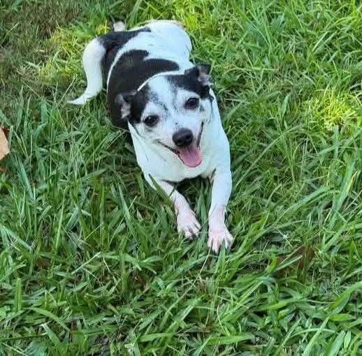 Dixie, adopted, Senior Female Mixed Breed.