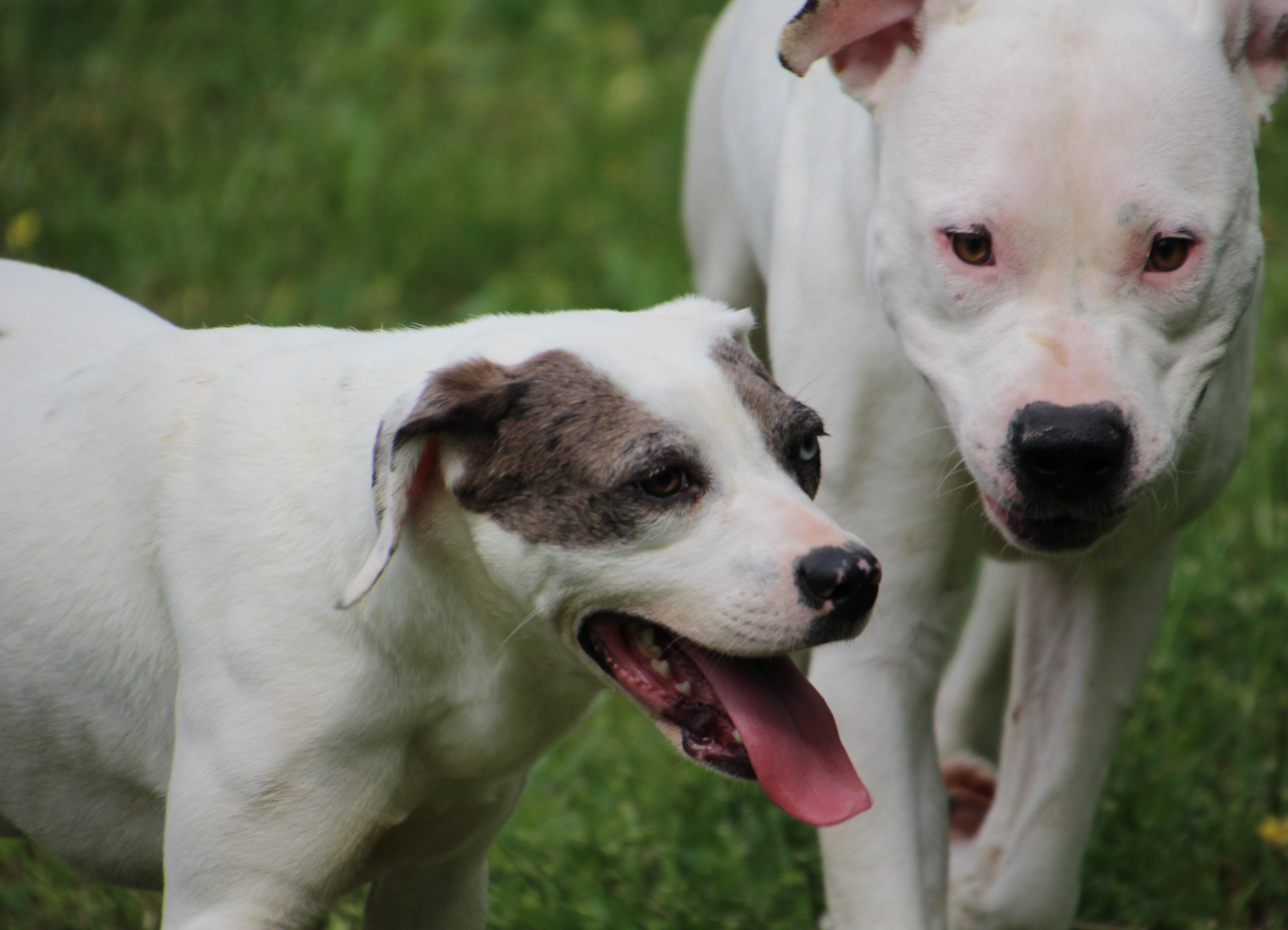 Siri, a Adoptable mixed breed in Wheelersburg, OH image 5/6