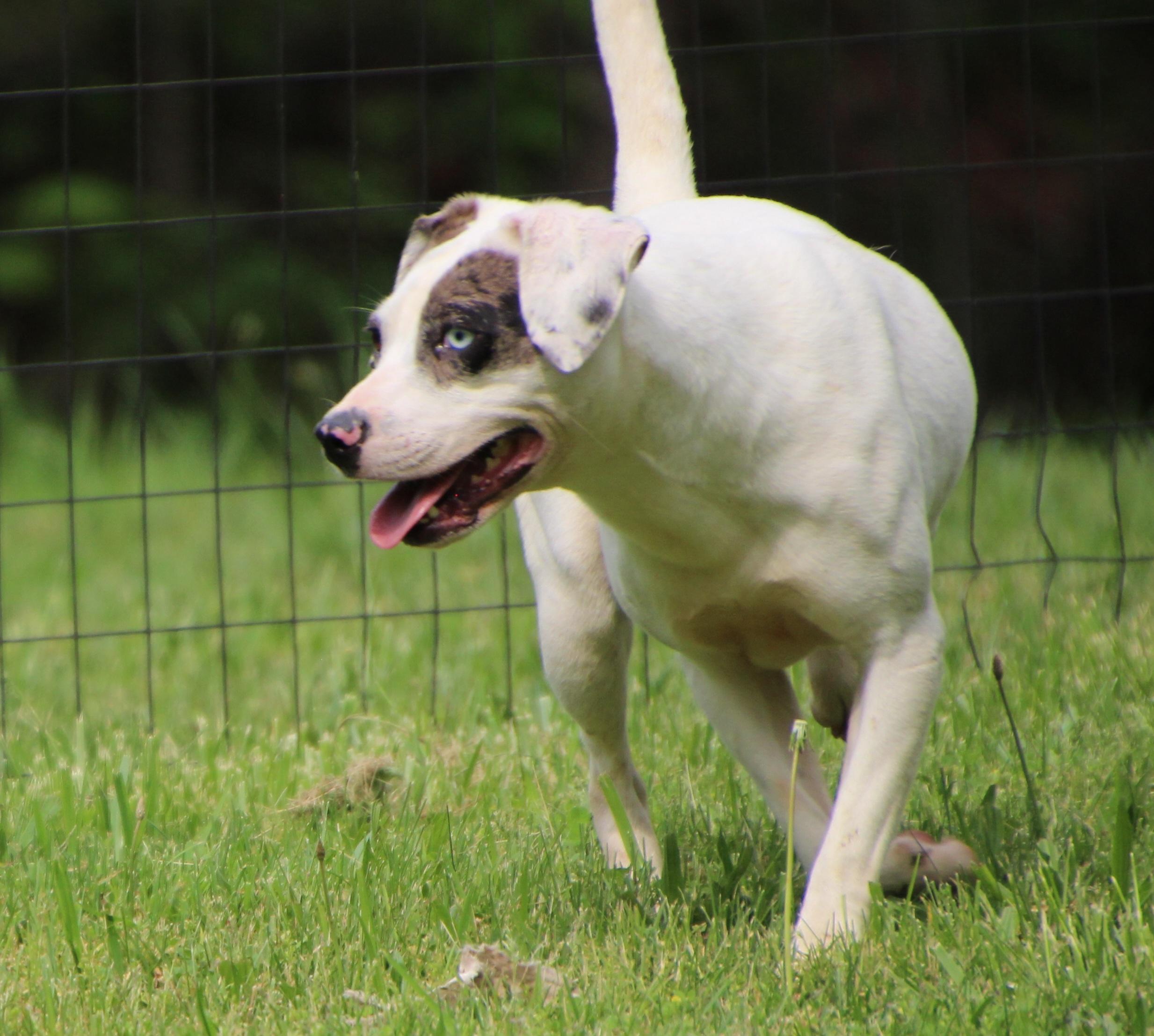 Siri, a Adoptable mixed breed in Wheelersburg, OH image 2/6