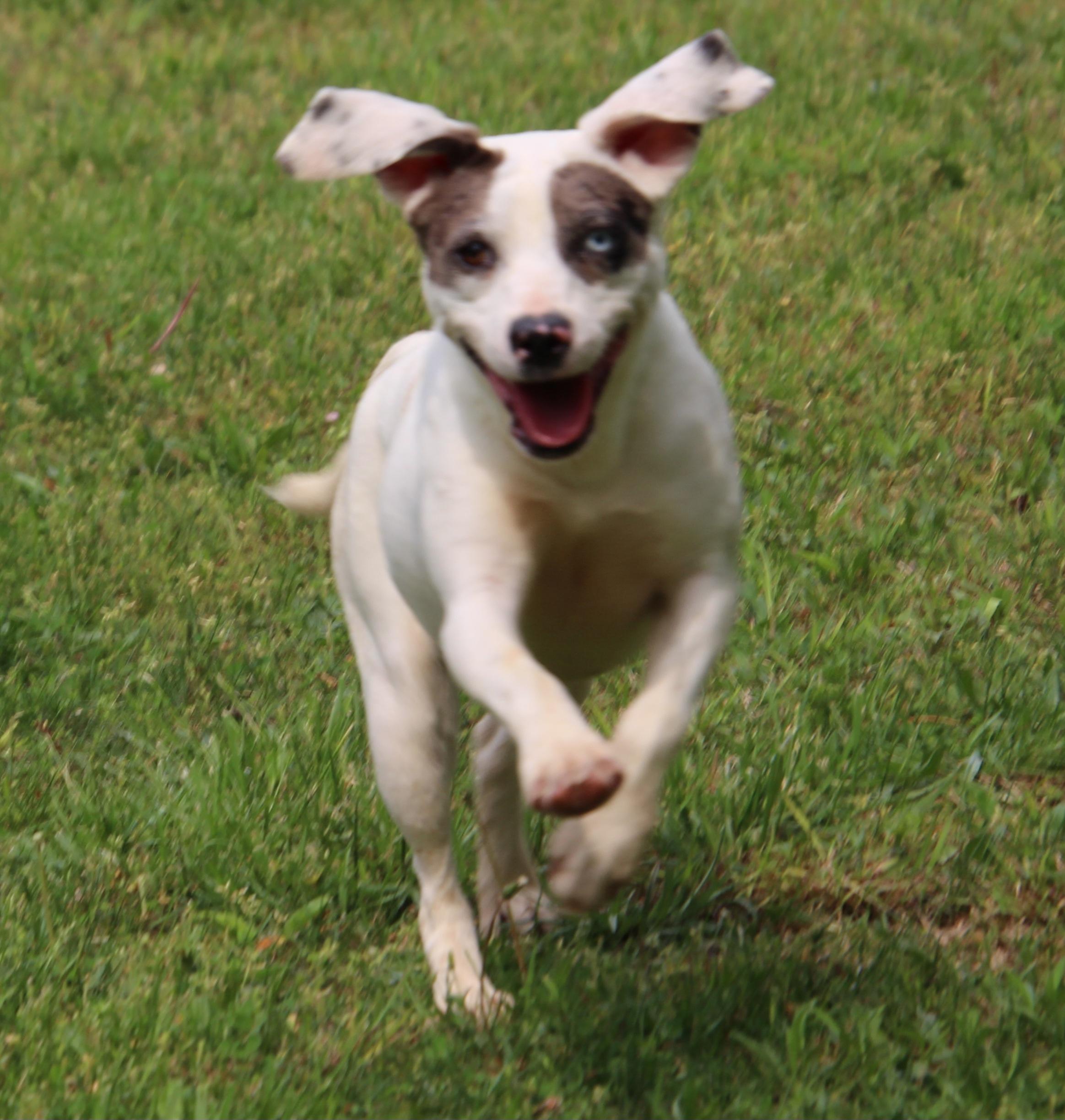 Siri, Adoptable, Young Female American Bulldog.
