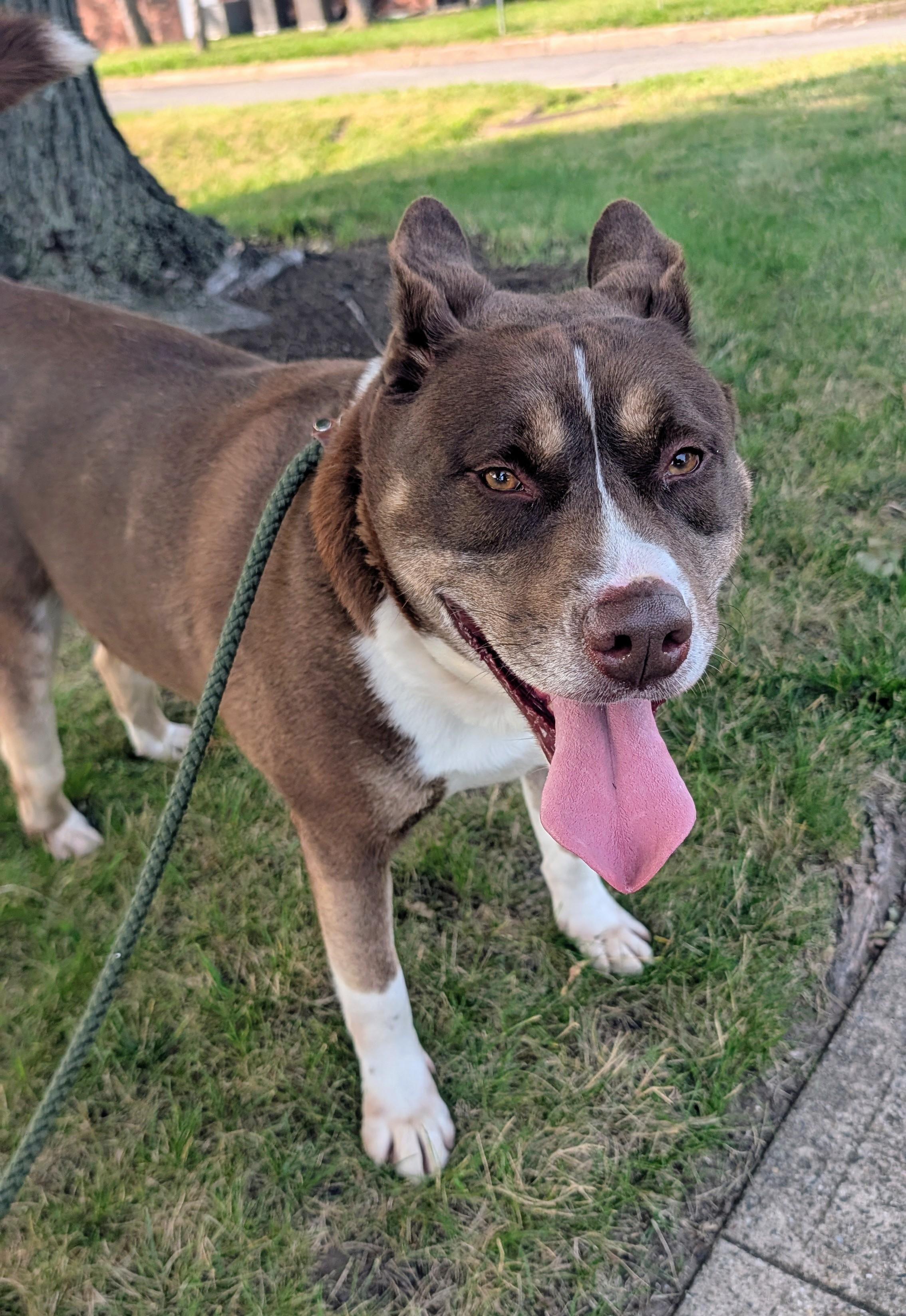 Reese- A Sweet Red Dog, ADOPTABLE, Young Male Australian Kelpie & Shepherd.