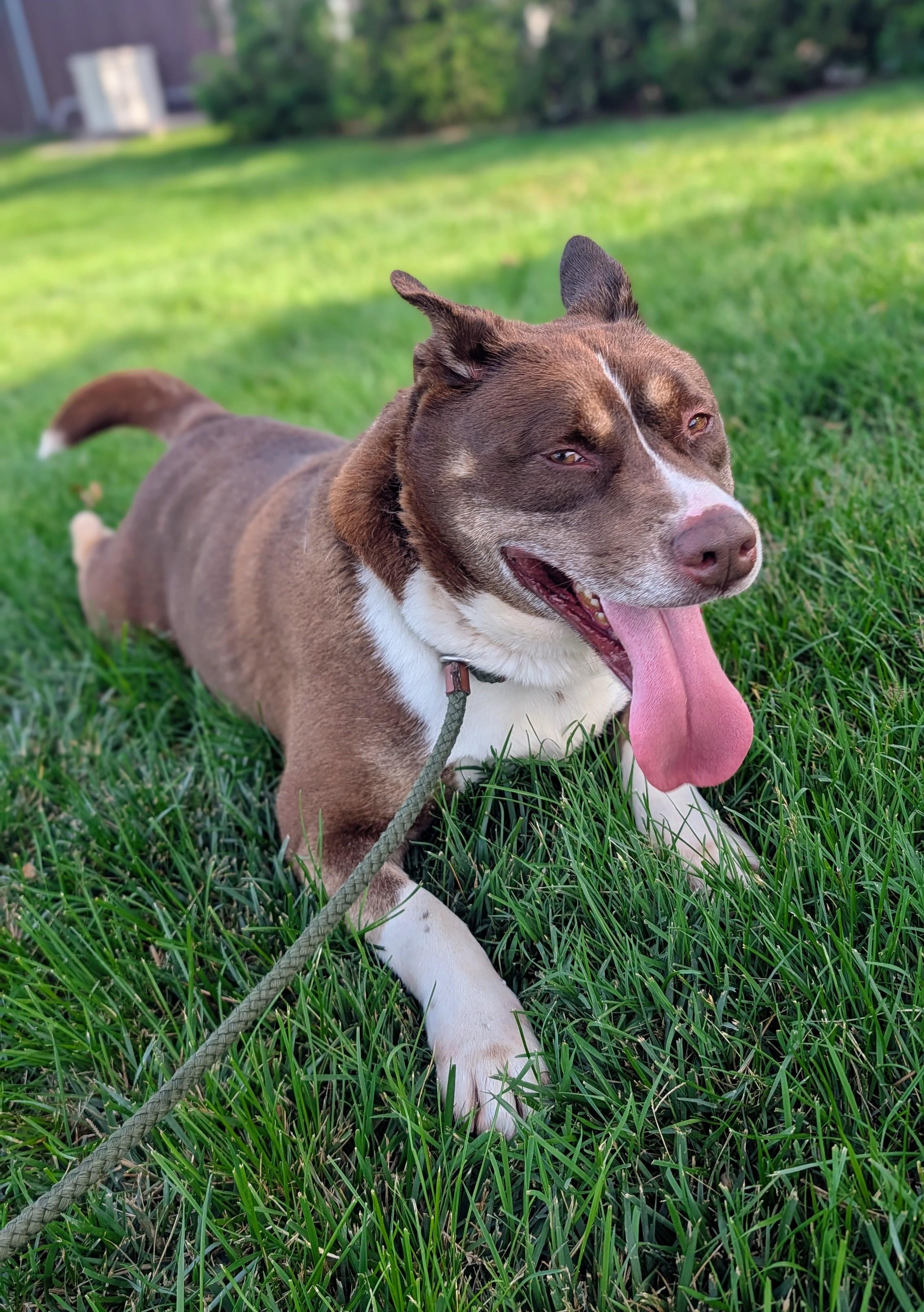 Enlarge Reese- A Sweet Red Dog, a ADOPTABLE mixed breed in Monroe Twp, NJ image 2/3