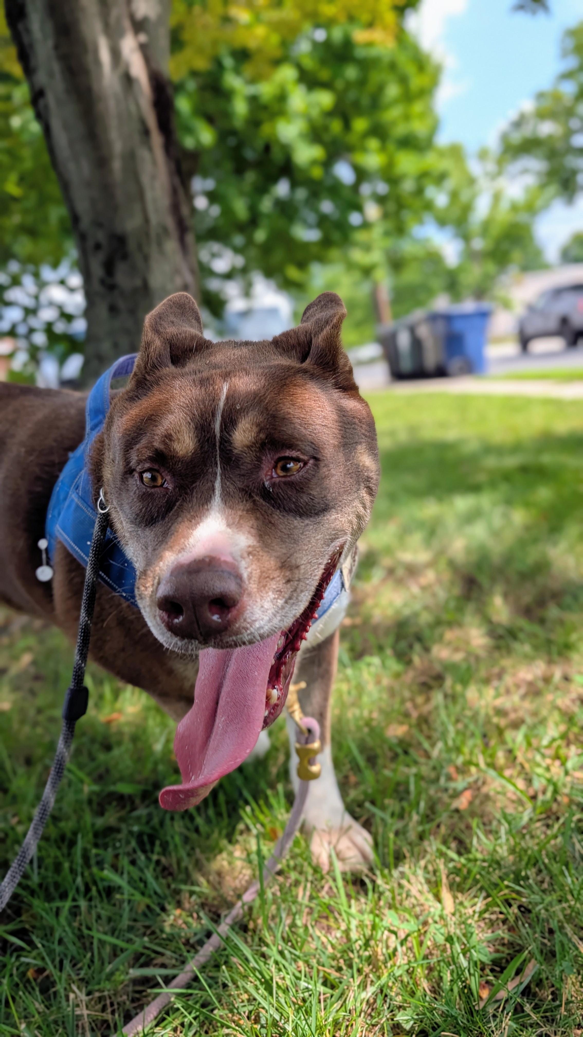 Enlarge Reese- A Sweet Red Dog, a ADOPTABLE mixed breed in Monroe Twp, NJ image 3/3