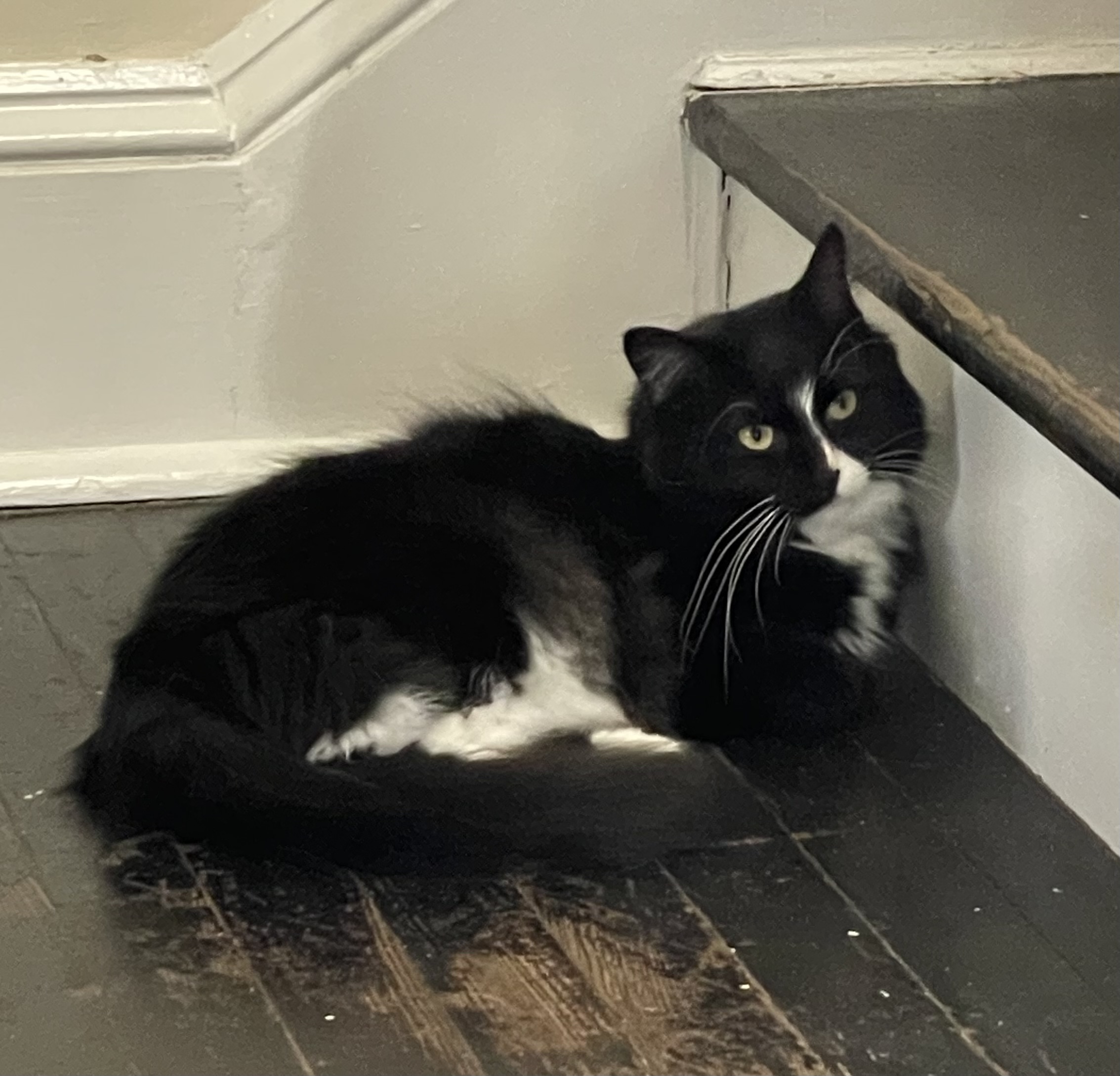 Enlarge Poppi, a Adoptable Domestic Long Hair in Berkeley Springs, WV image 5/5