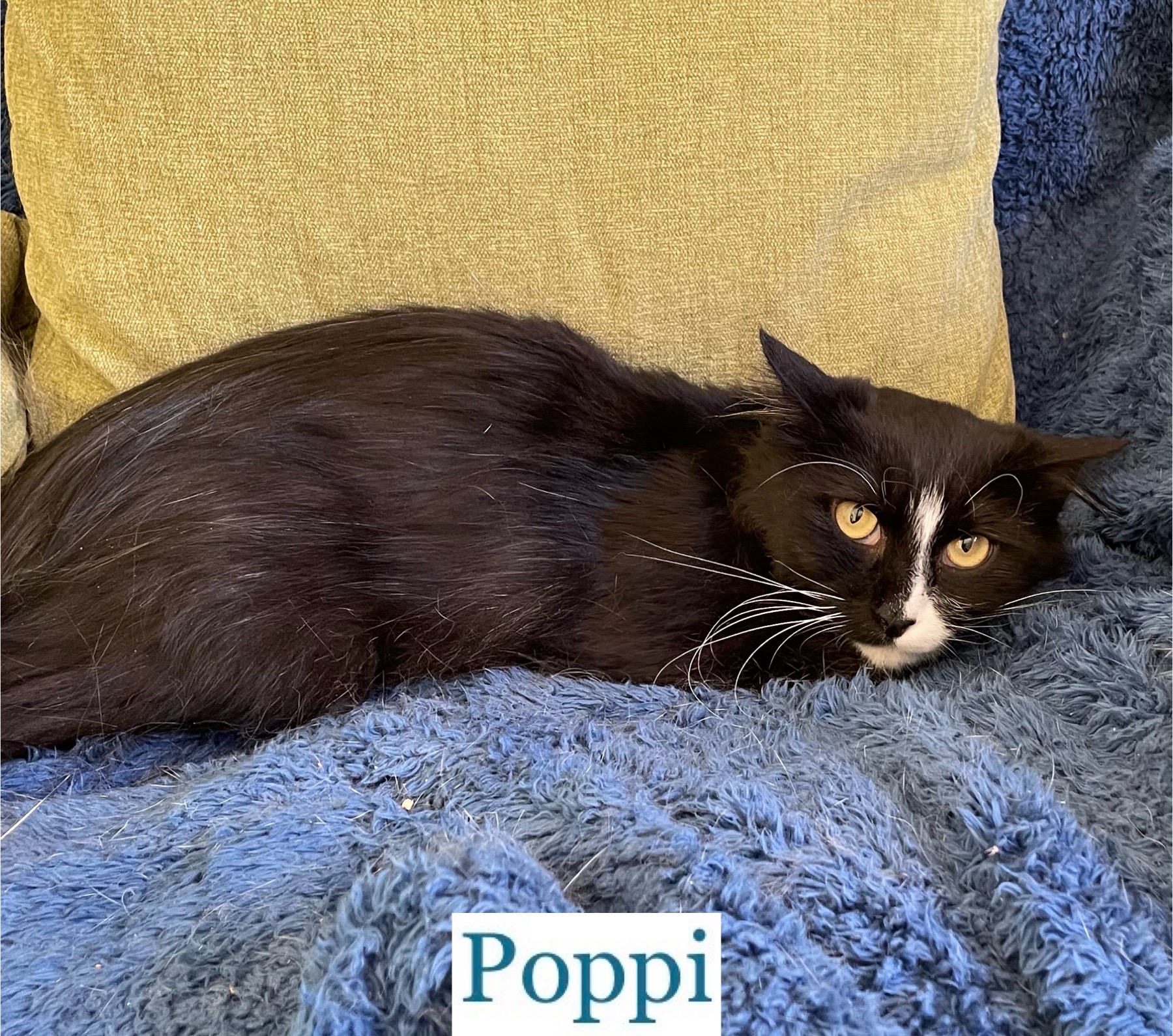 Enlarge Poppi, a Adoptable Domestic Long Hair in Berkeley Springs, WV image 4/5