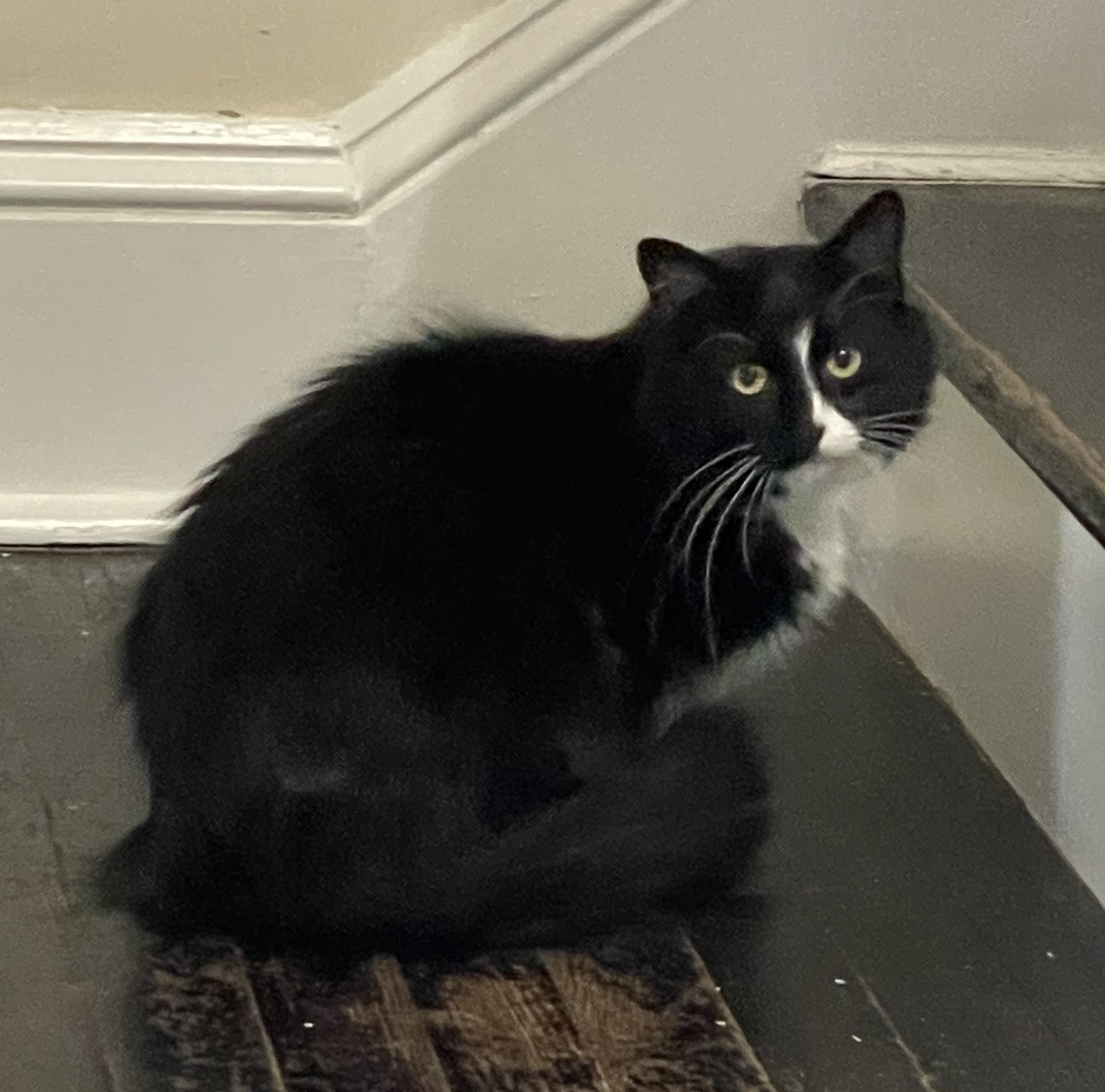 Poppi, Adoptable, Young Female Domestic Long Hair.