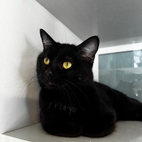 Potter, a ADOPTABLE Domestic Short Hair in Hutchinson, MN image 2/6