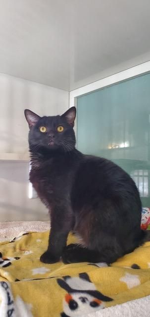 Potter, a ADOPTABLE Domestic Short Hair in Hutchinson, MN image 4/6