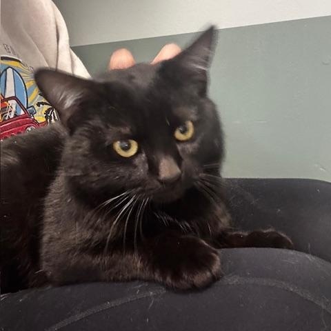 Potter, a ADOPTABLE Domestic Short Hair in Hutchinson, MN image 6/6