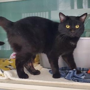 Potter, a ADOPTABLE Domestic Short Hair in Hutchinson, MN image 1/6