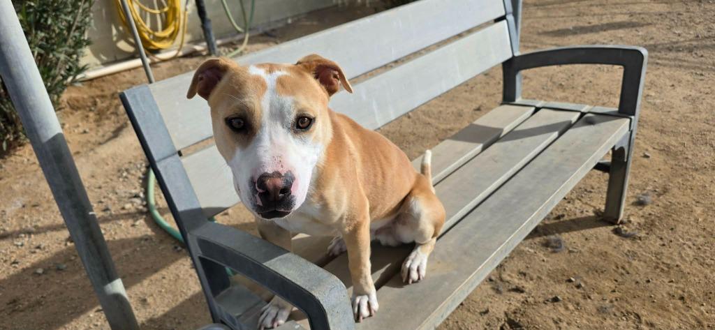 Waldo, Adoptable, Young Male American Staffordshire Terrier & Labrador Retriever.