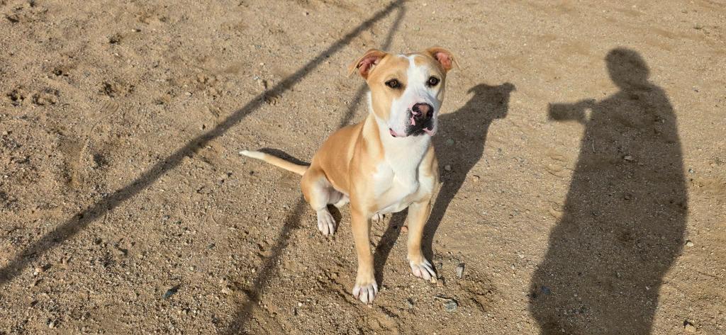 Enlarge Waldo, a Adoptable mixed breed in California City, CA image 2/4