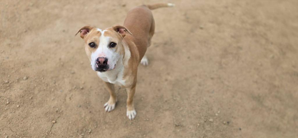 Enlarge Waldo, a Adoptable mixed breed in California City, CA image 3/6