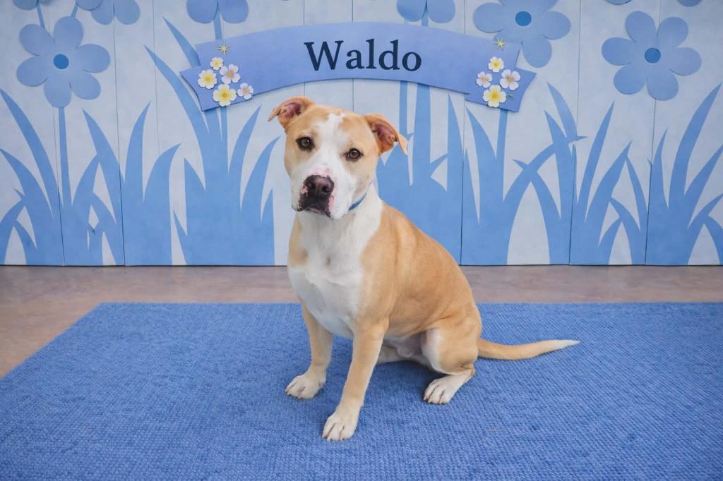 Enlarge Waldo, a Adoptable mixed breed in California City, CA image 3/4