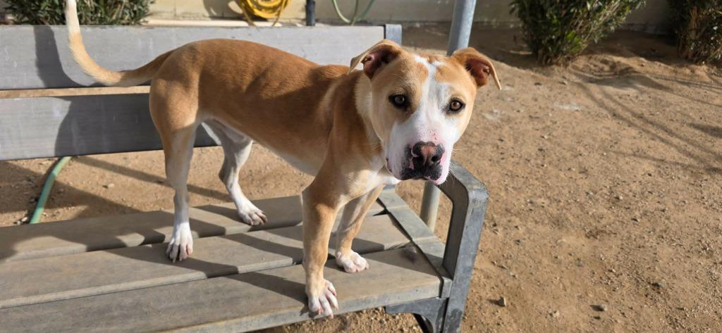 Enlarge Waldo, a Adoptable mixed breed in California City, CA image 4/4