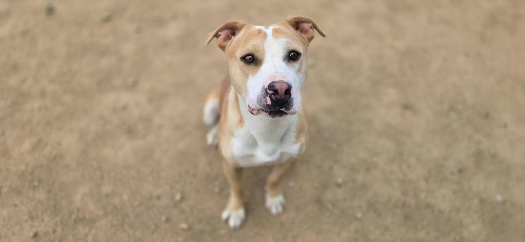 Enlarge Waldo, a Adoptable mixed breed in California City, CA image 6/6