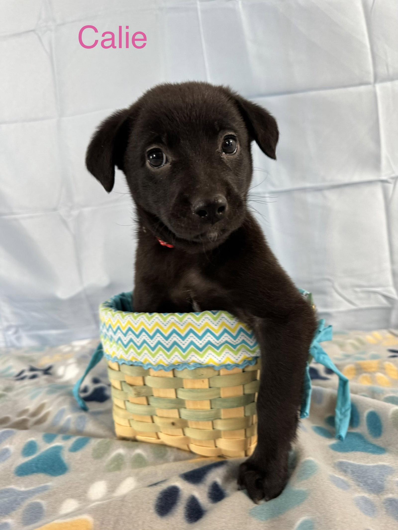 Calie, a Adoptable Labrador Retriever in Duluth, MN image 1/2