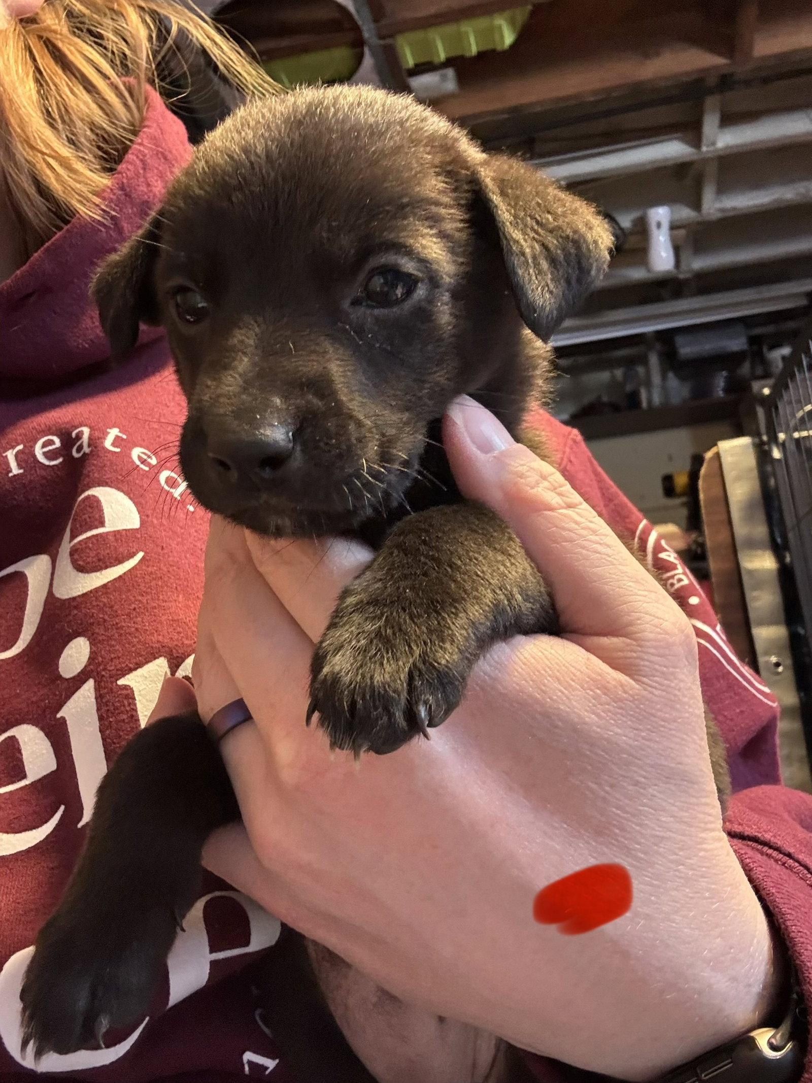 Calie, a Adoptable Labrador Retriever in Duluth, MN image 2/2