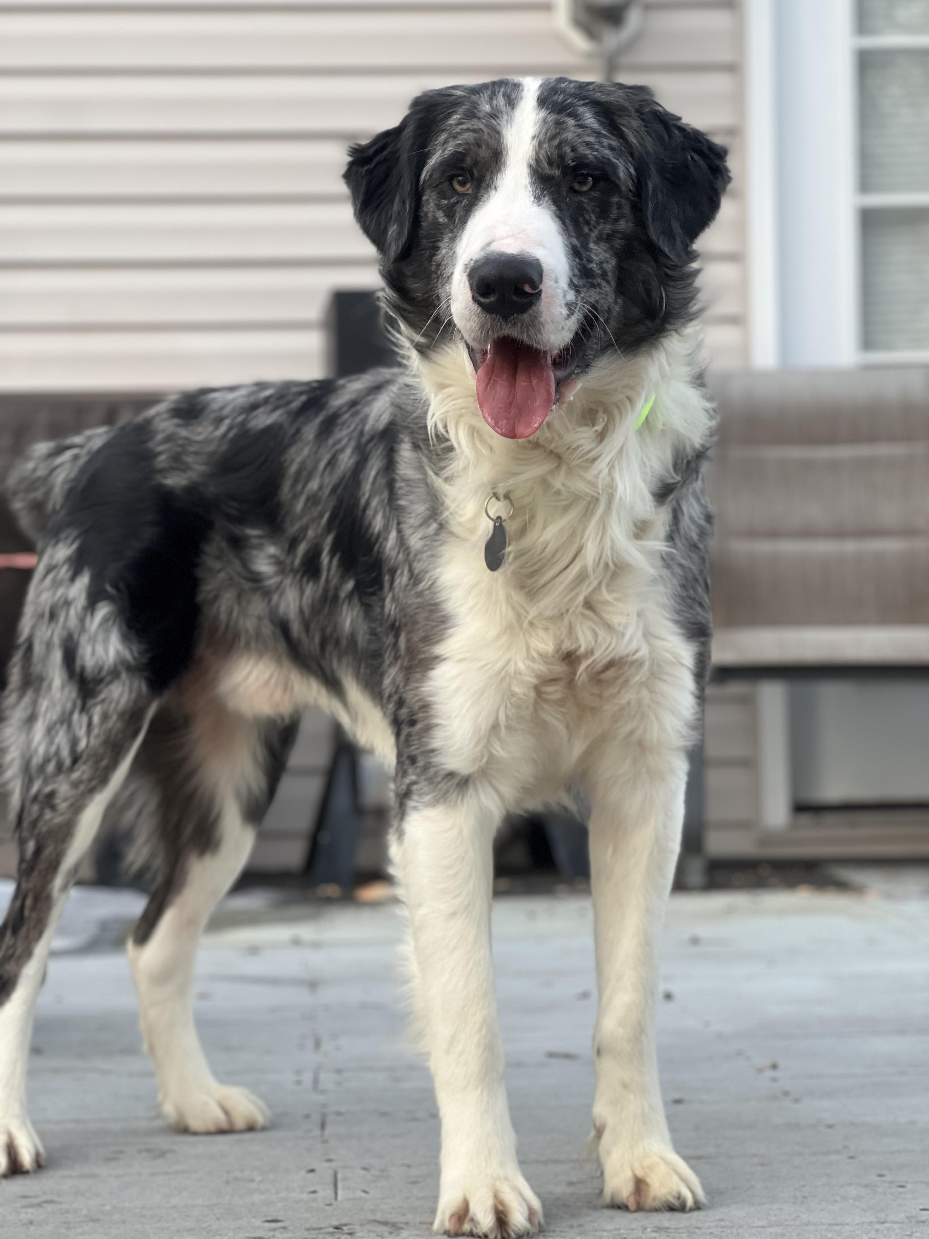 Guy Smiley, a ADOPTABLE mixed breed in Hughesville, MD image 5/6