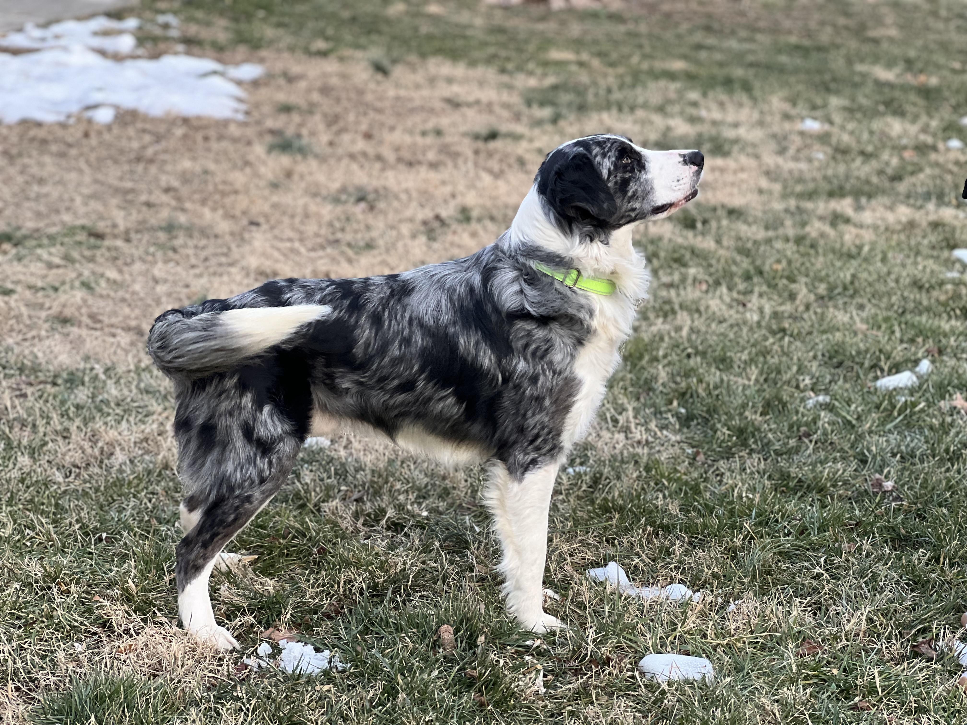 Guy Smiley, a ADOPTABLE mixed breed in Hughesville, MD image 6/6