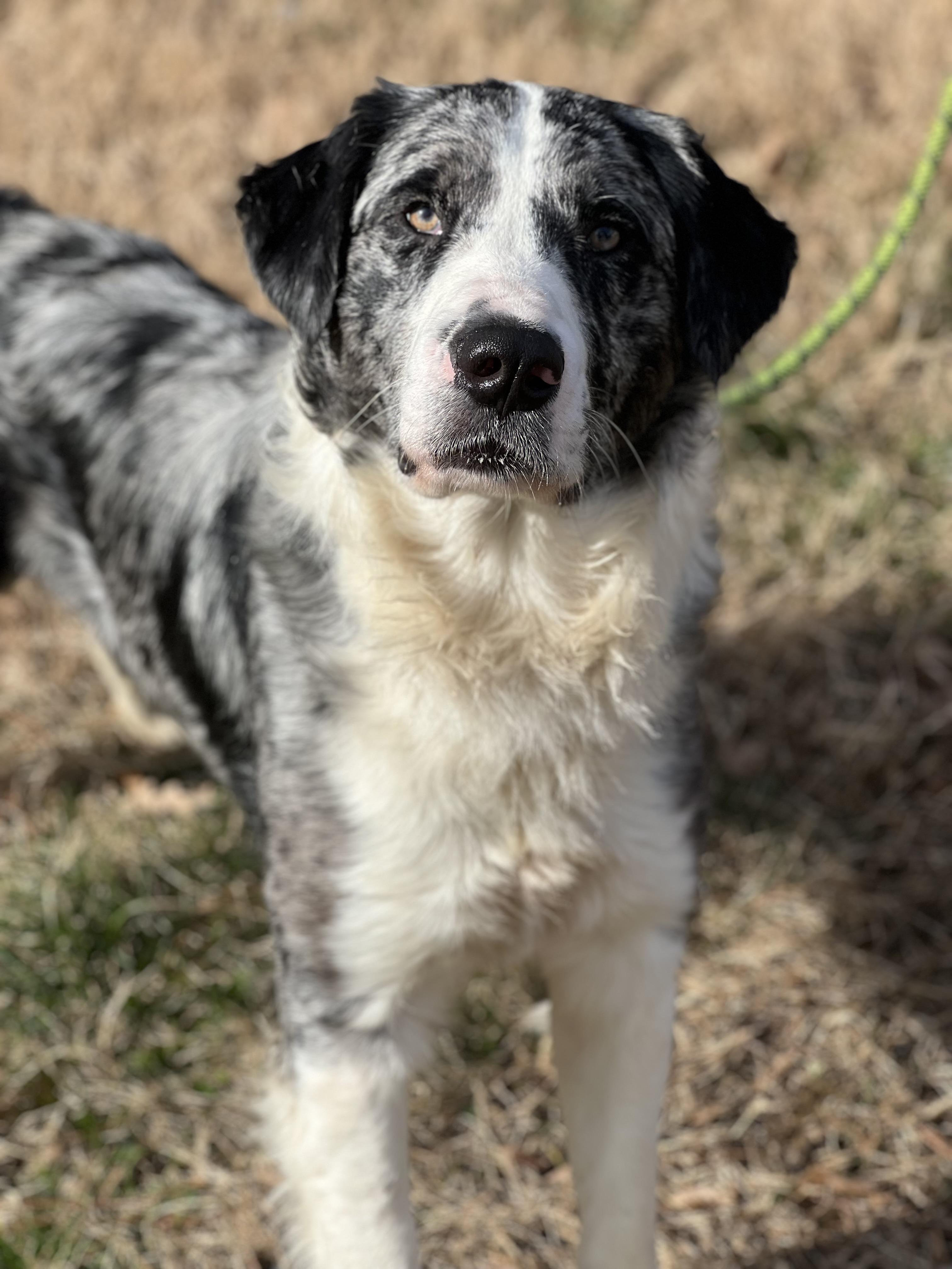 Guy Smiley, ADOPTABLE, Adult Male Australian Shepherd.