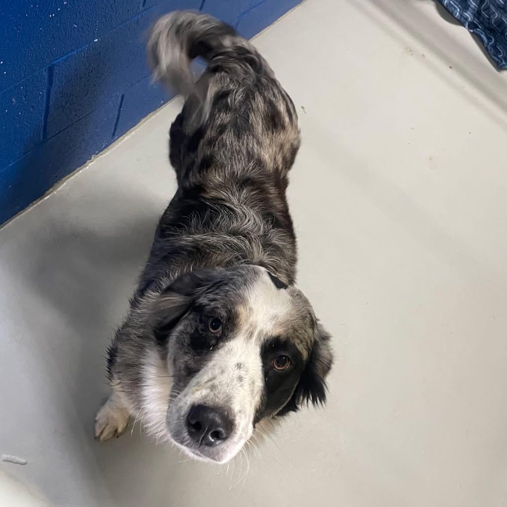 Guy Smiley, ADOPTABLE, Adult Male Australian Shepherd.