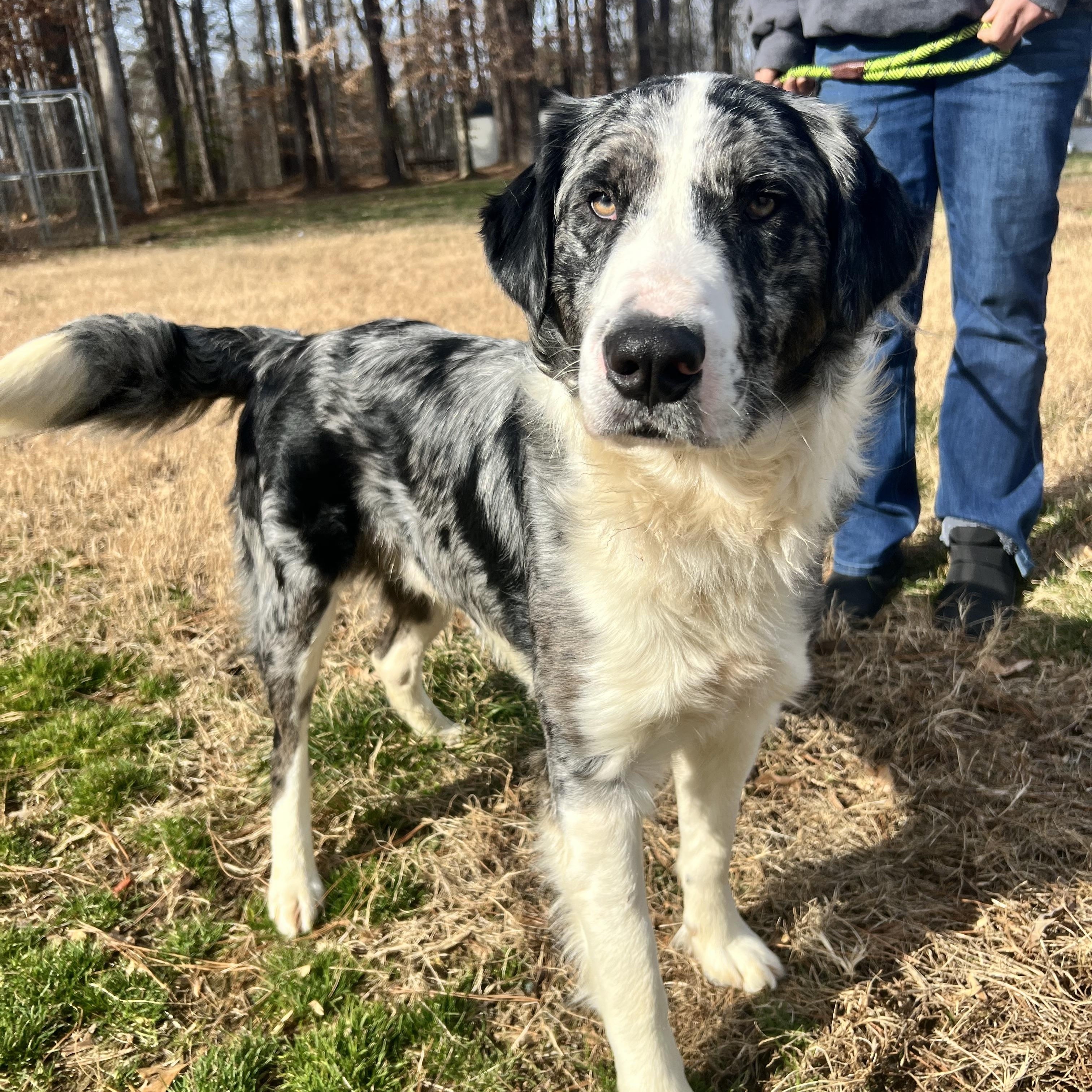 Guy Smiley, a ADOPTABLE mixed breed in Hughesville, MD image 3/6