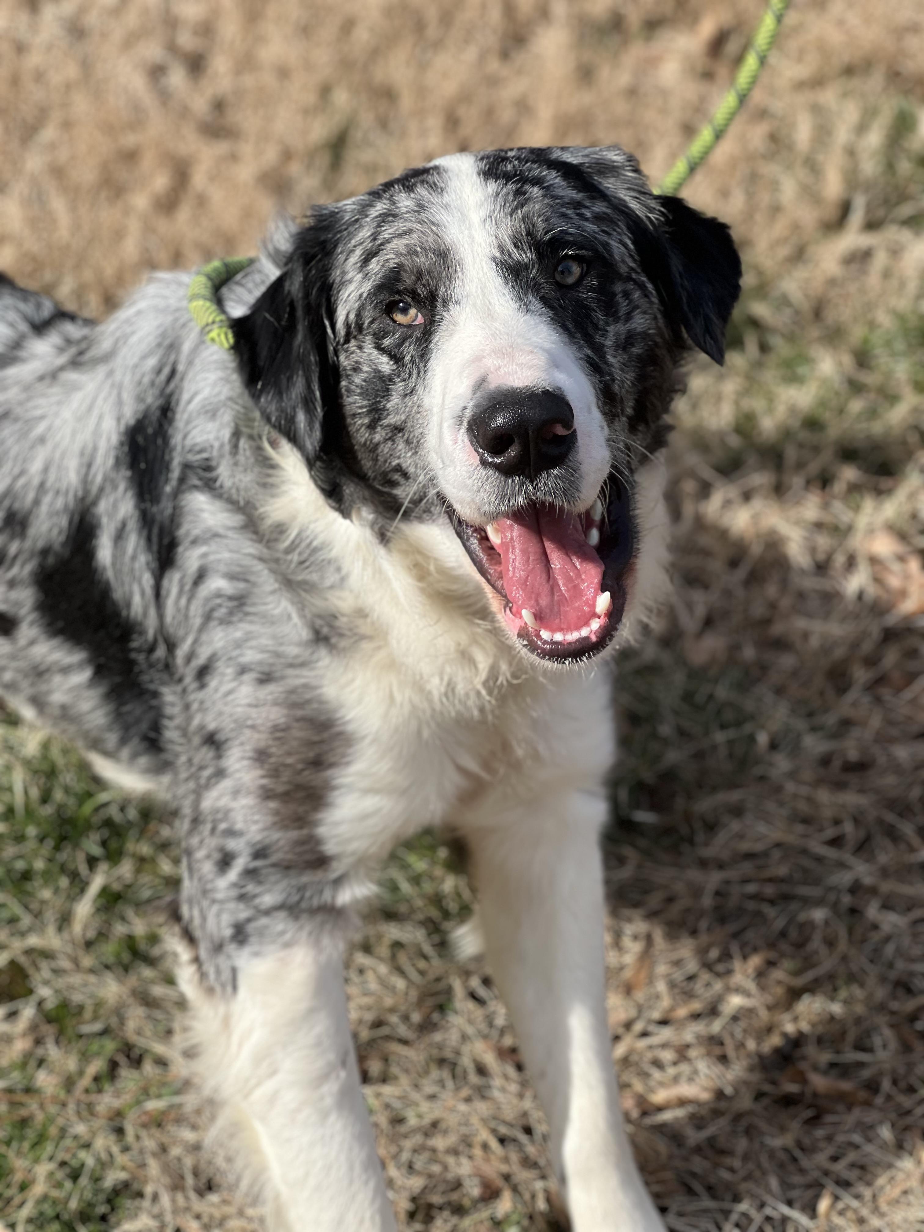 Guy Smiley thumbnail 3