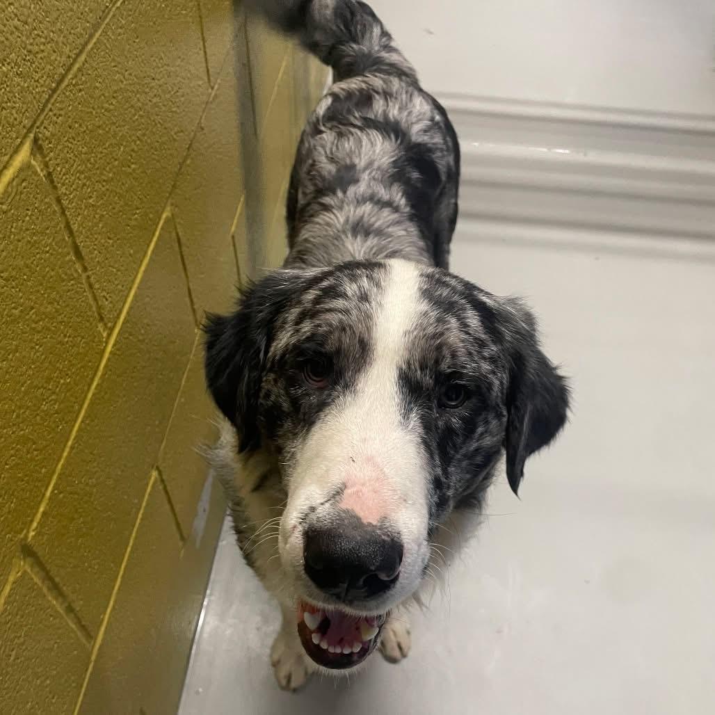 Enlarge Guy Smiley, a ADOPTABLE mixed breed in Hughesville, MD image 2/2