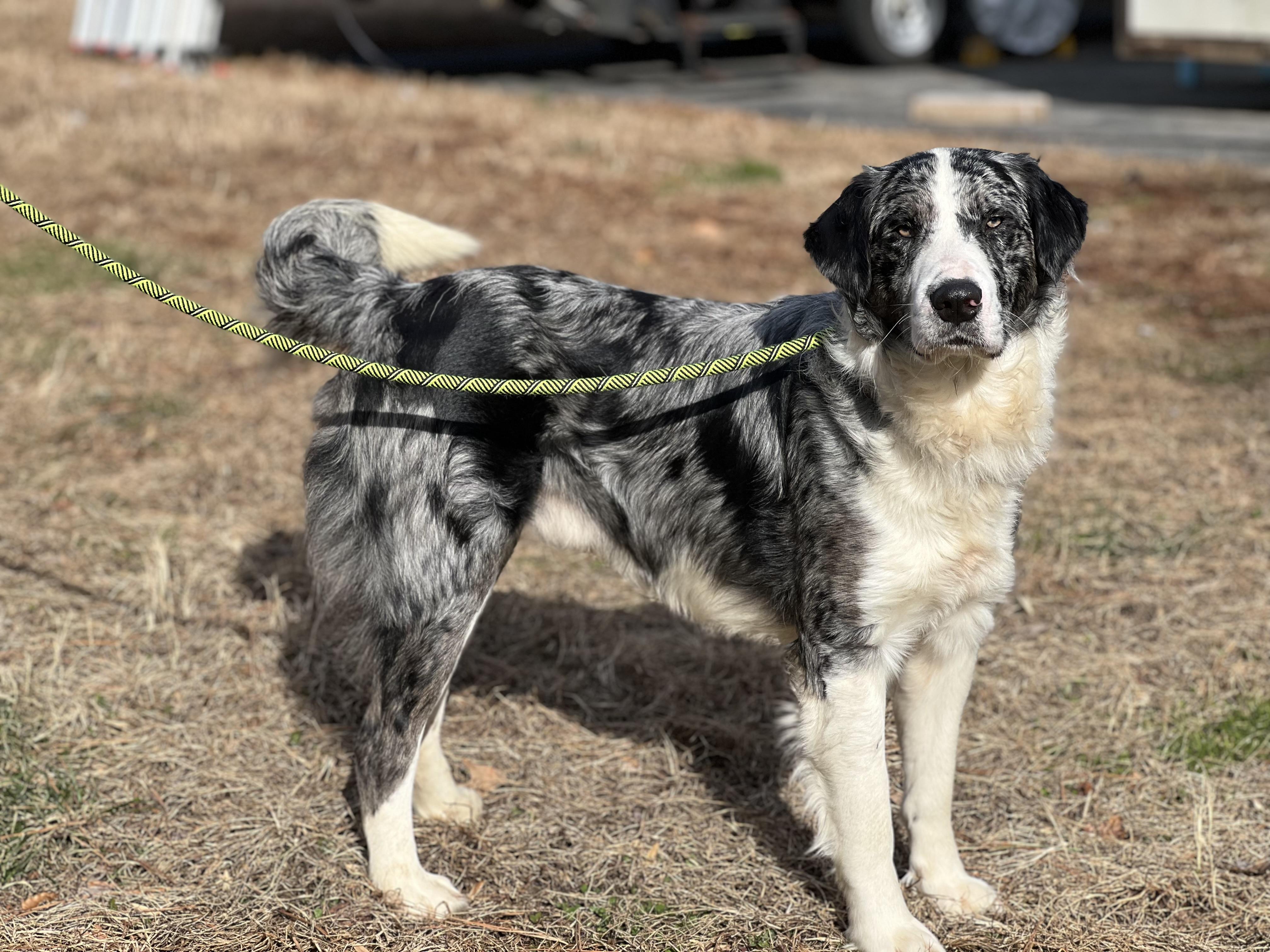 Guy Smiley, a ADOPTABLE mixed breed in Hughesville, MD image 2/6