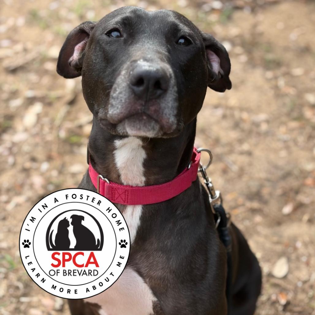 Enlarge Georgia, a Adoptable mixed breed in Titusville, FL image 4/6
