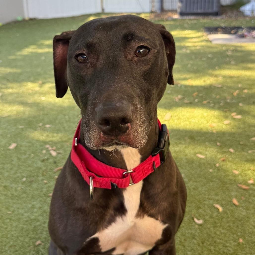 Enlarge Georgia, a Adoptable mixed breed in Titusville, FL image 5/6
