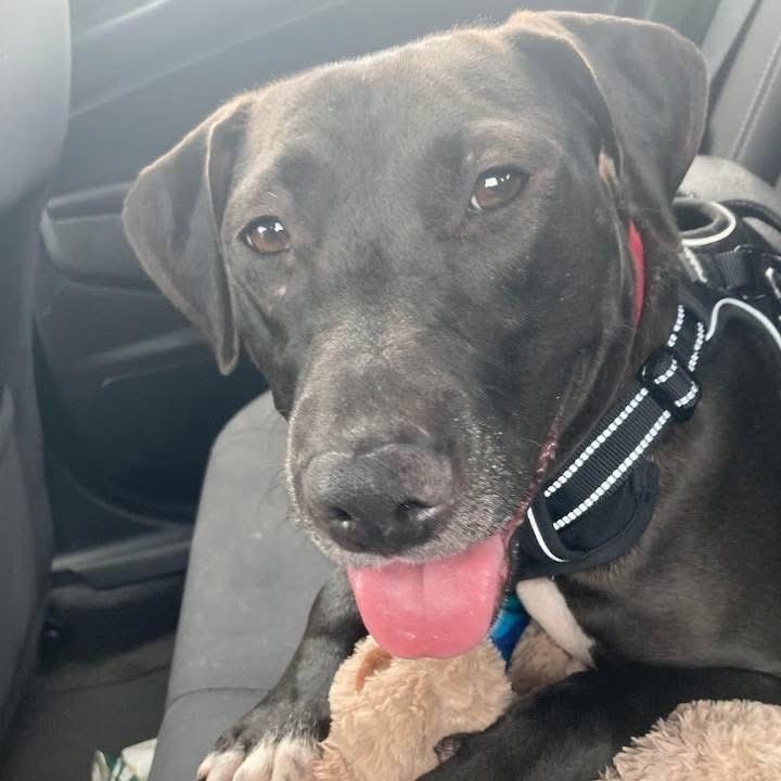 Enlarge Georgia, a Adoptable mixed breed in Titusville, FL image 6/6