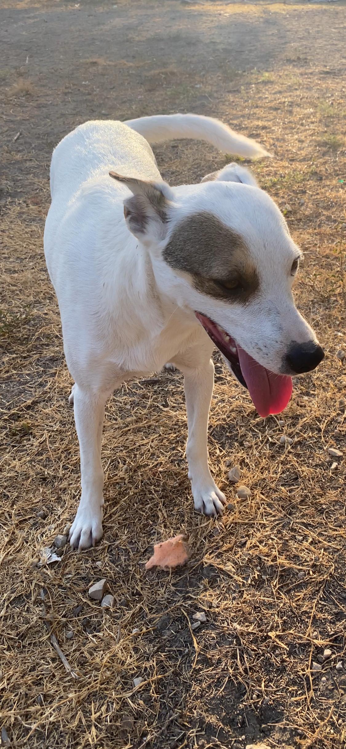 Bowser, a Adoptable mixed breed in San Antonio, TX image 1/5