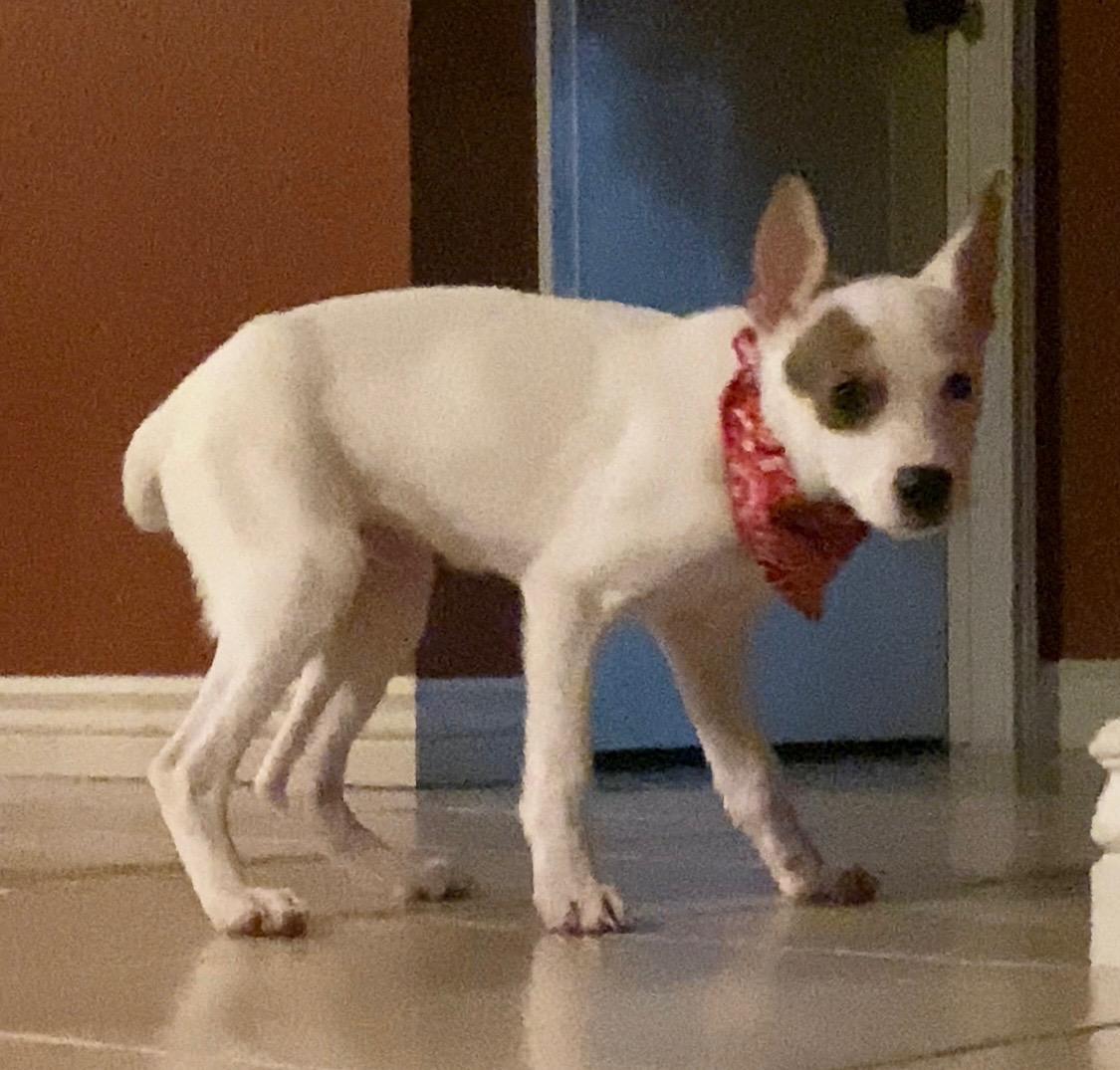 Bowser, a Adoptable mixed breed in San Antonio, TX image 3/5