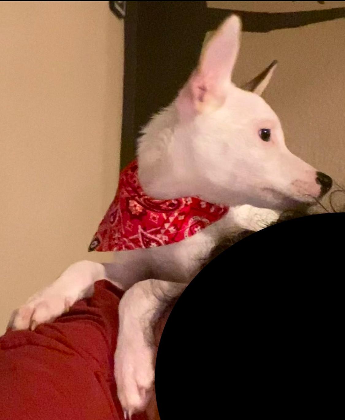 Bowser, a Adoptable mixed breed in San Antonio, TX image 4/5