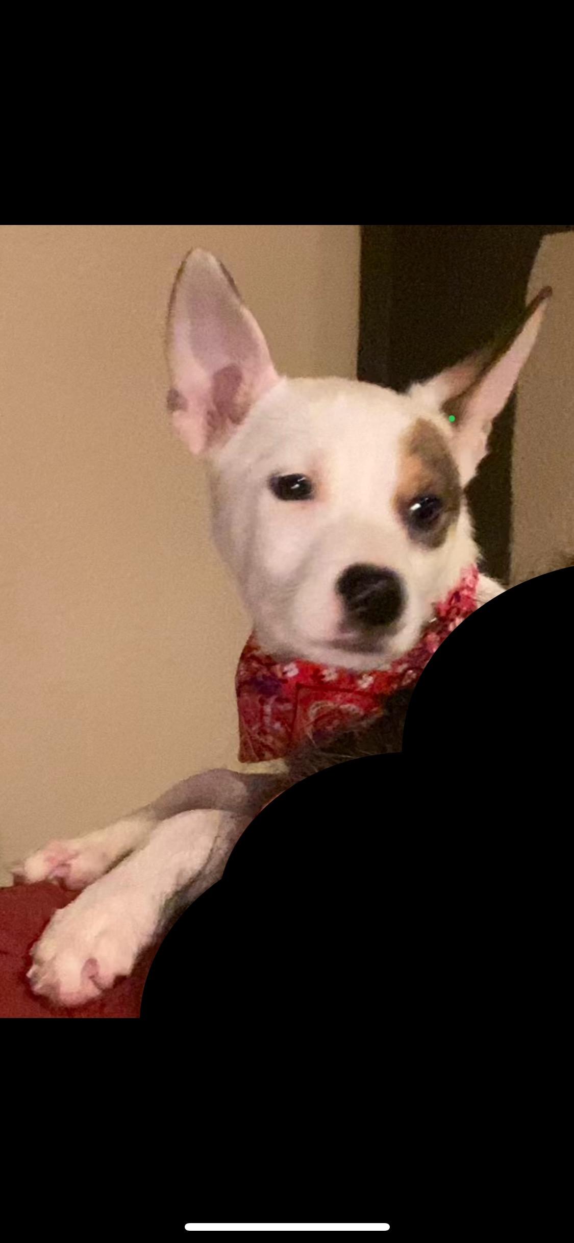 Bowser, a Adoptable mixed breed in San Antonio, TX image 2/5