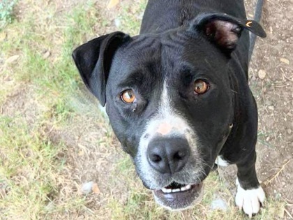 Valerie, an adopted Mixed Breed in Georgetown, TX_image-1