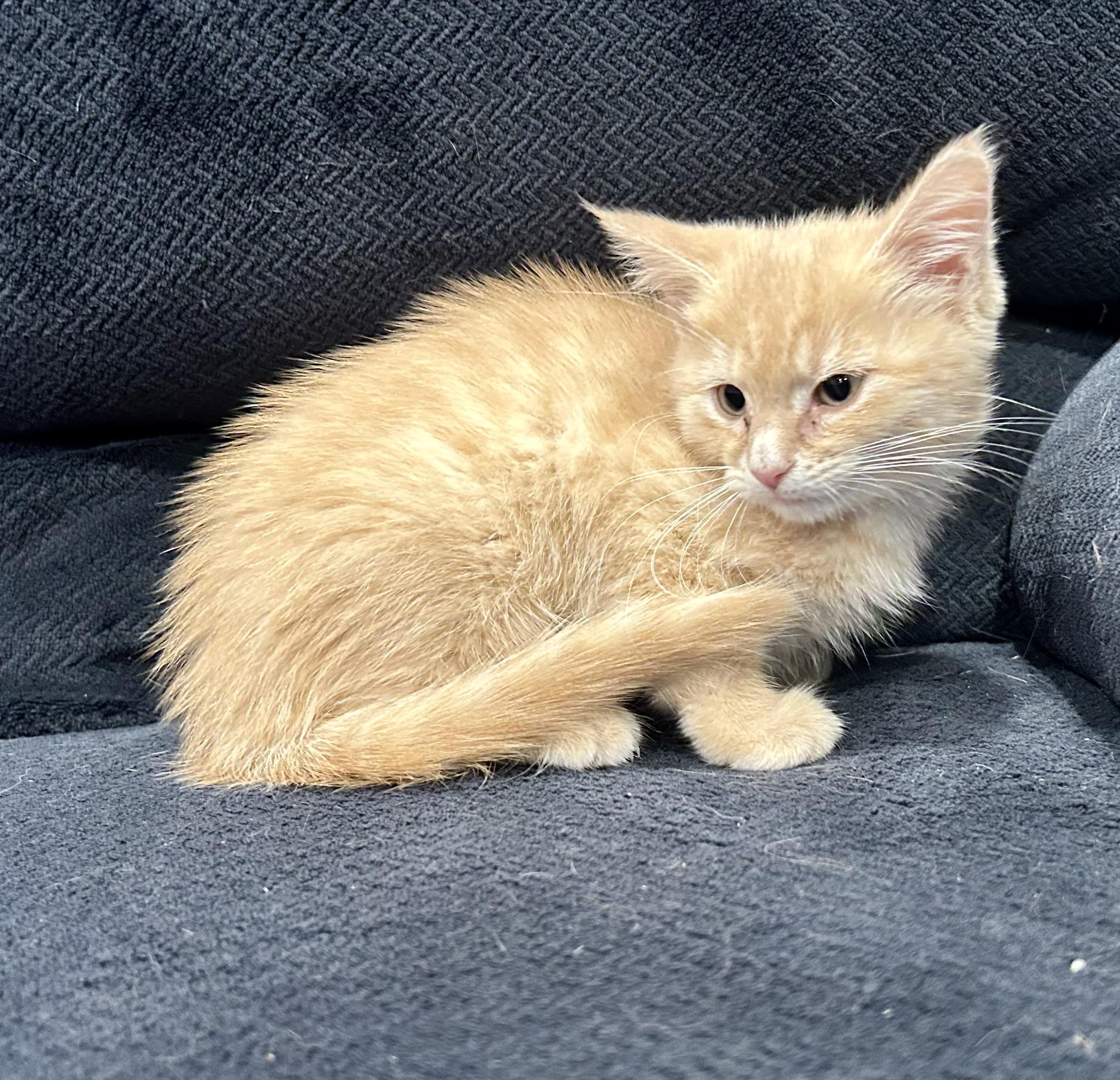 Enlarge Mercat, a Adoptable Domestic Medium Hair in Ontario, NY image 2/4