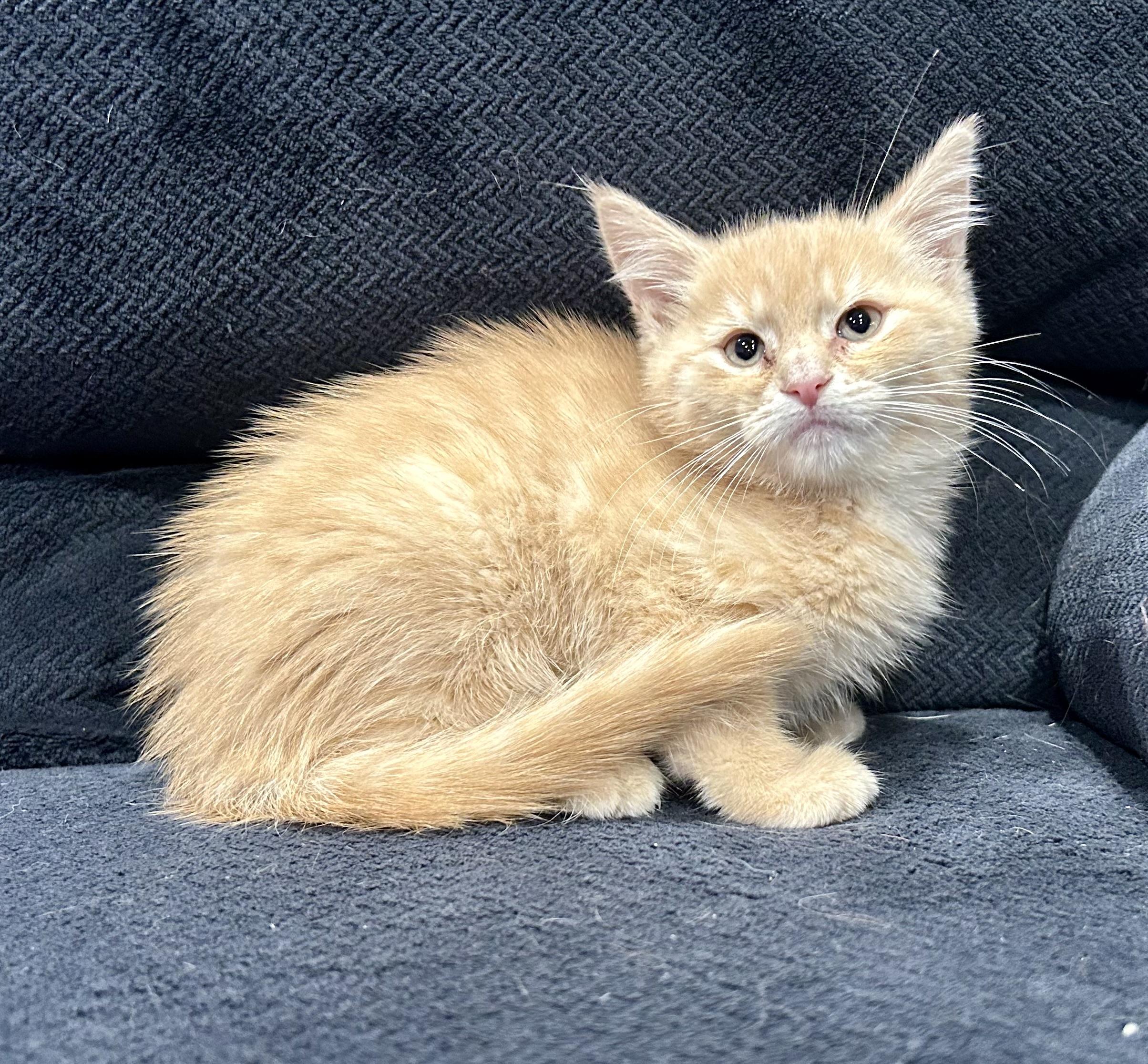 Mercat, Adoptable, Kitten Female Domestic Medium Hair.