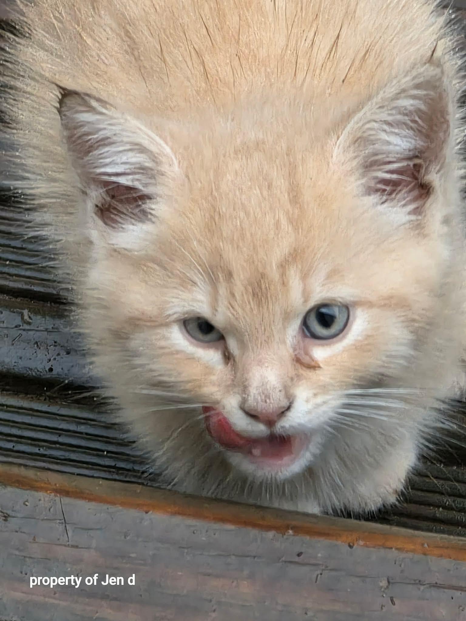 Enlarge Mercat, a Adoptable Domestic Medium Hair in Ontario, NY image 3/4